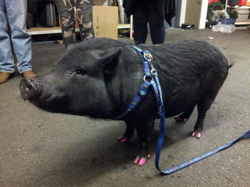 Eunice the pig brings joy to our youth